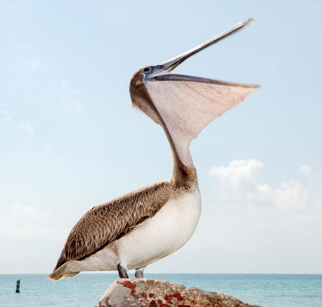 July 2017 Dry Tortugas Photo Contest Winning photo, a pelican opening its beak