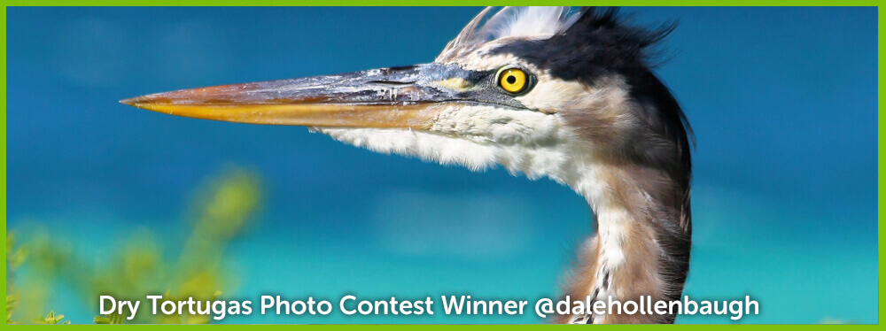 Dry Tortugas Photo Contest March Winner