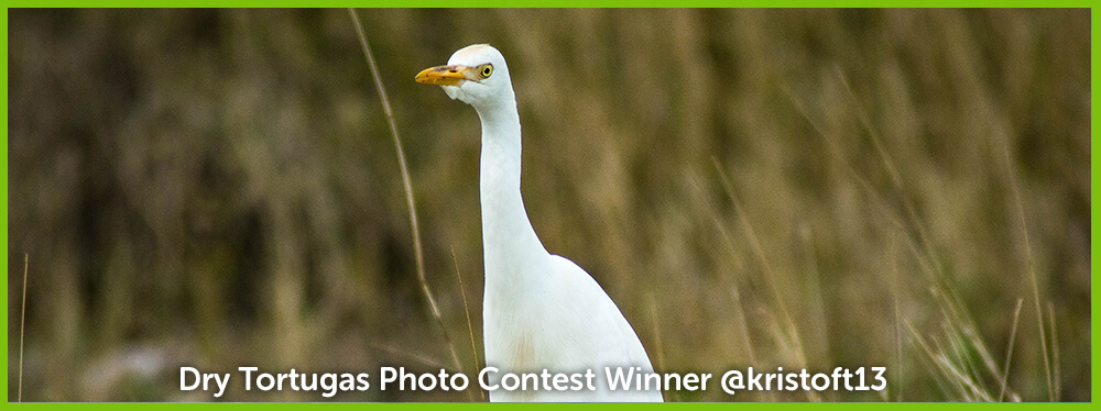 Dry Tortugas Photo Contest April Winner