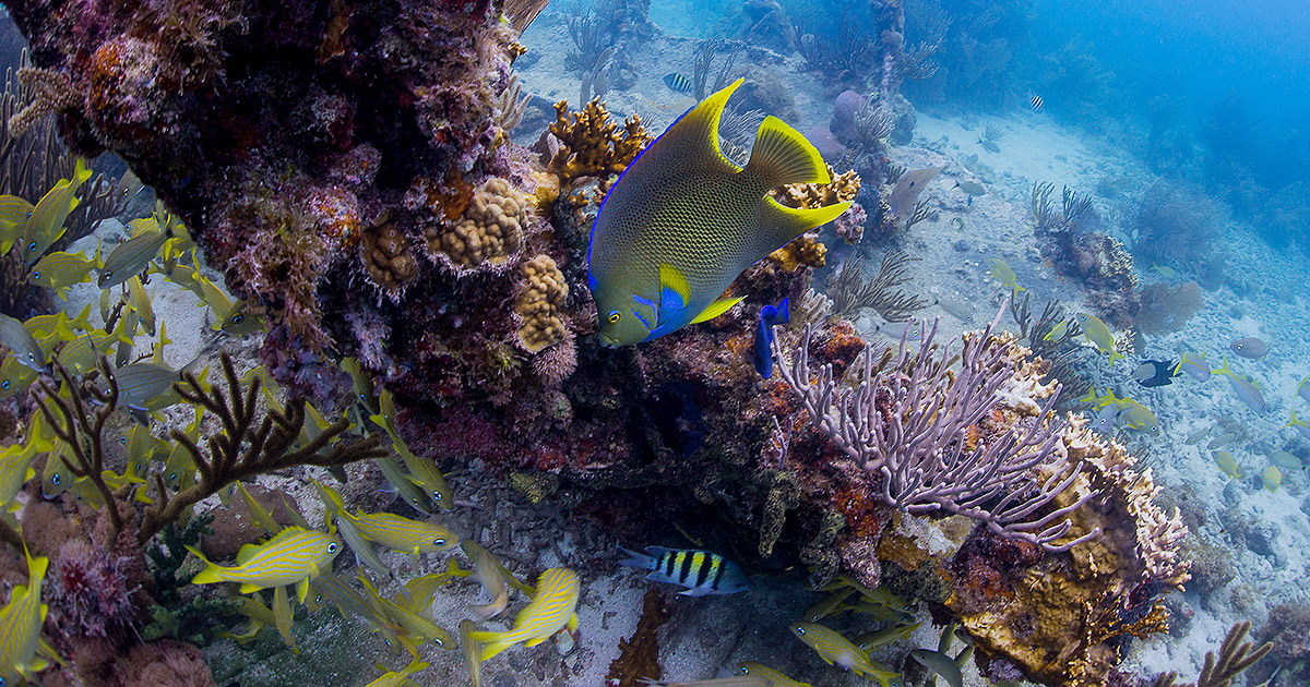 underwater photo of the reef and various fish