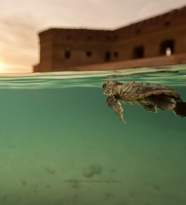 photo of a sea turtle in the dry tortugas