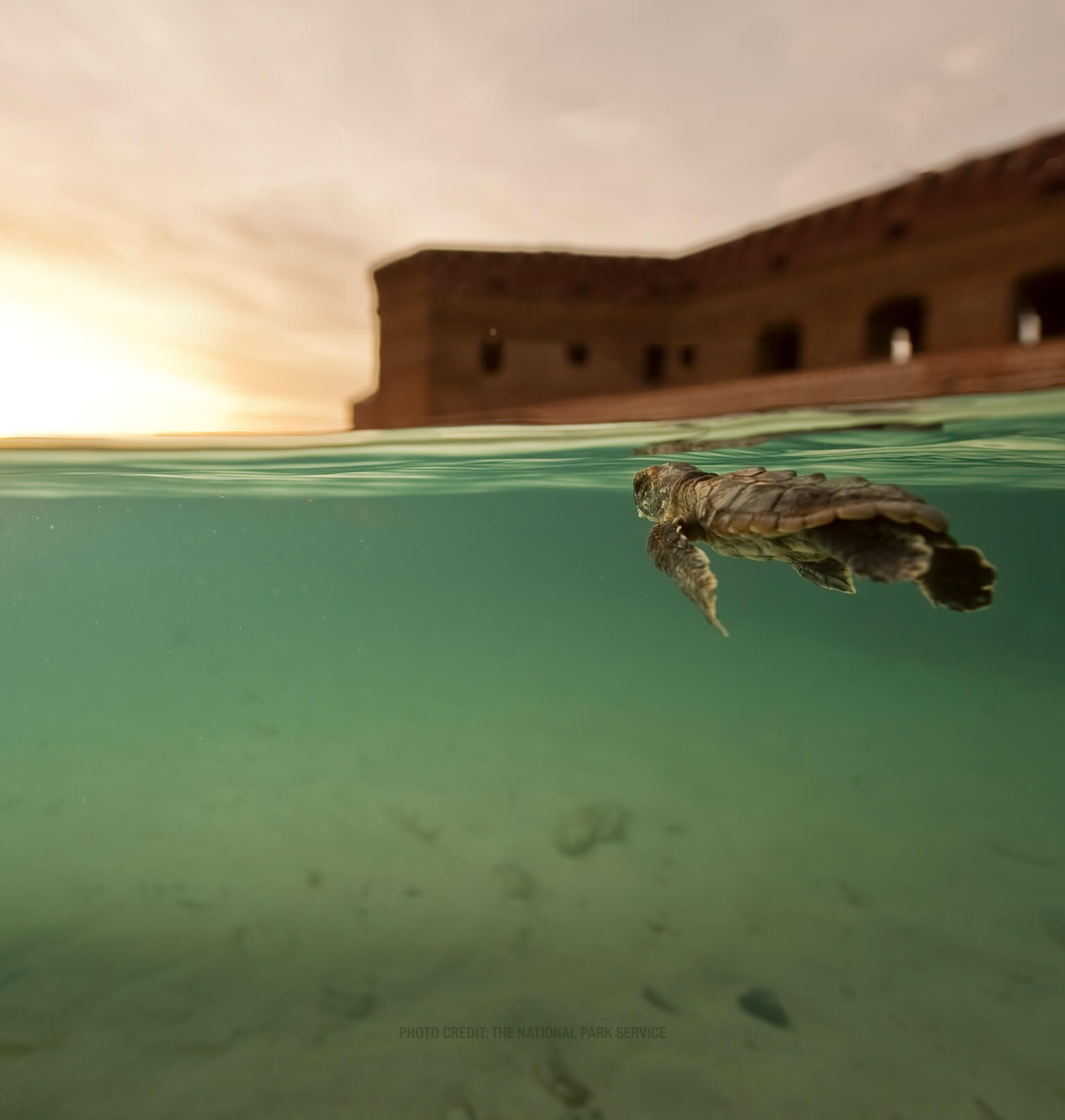 photo of a sea turtle in the dry tortugas Tablet