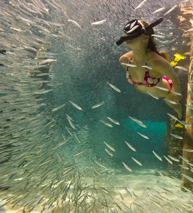 photo of people snorkeling in the dry tortugas