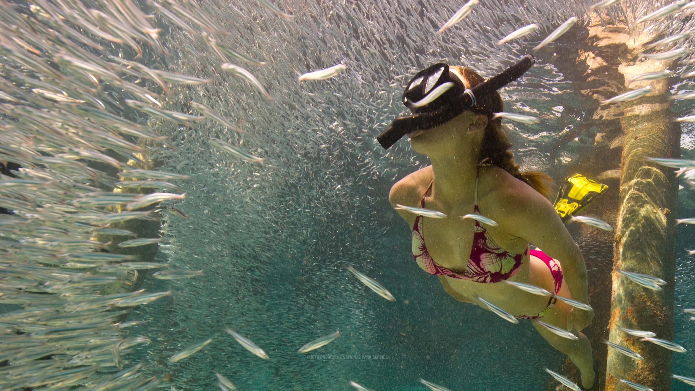 photo of people snorkeling in the dry tortugas Desktop