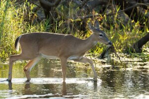 National Key Deer Refuge