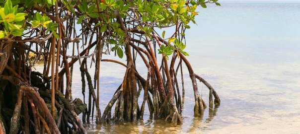 Nature Preserves & Wildlife Areas In Florida Keys