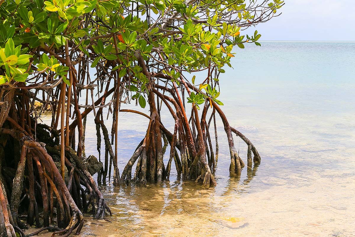 Nature Preserves & Wildlife Areas In Florida Keys