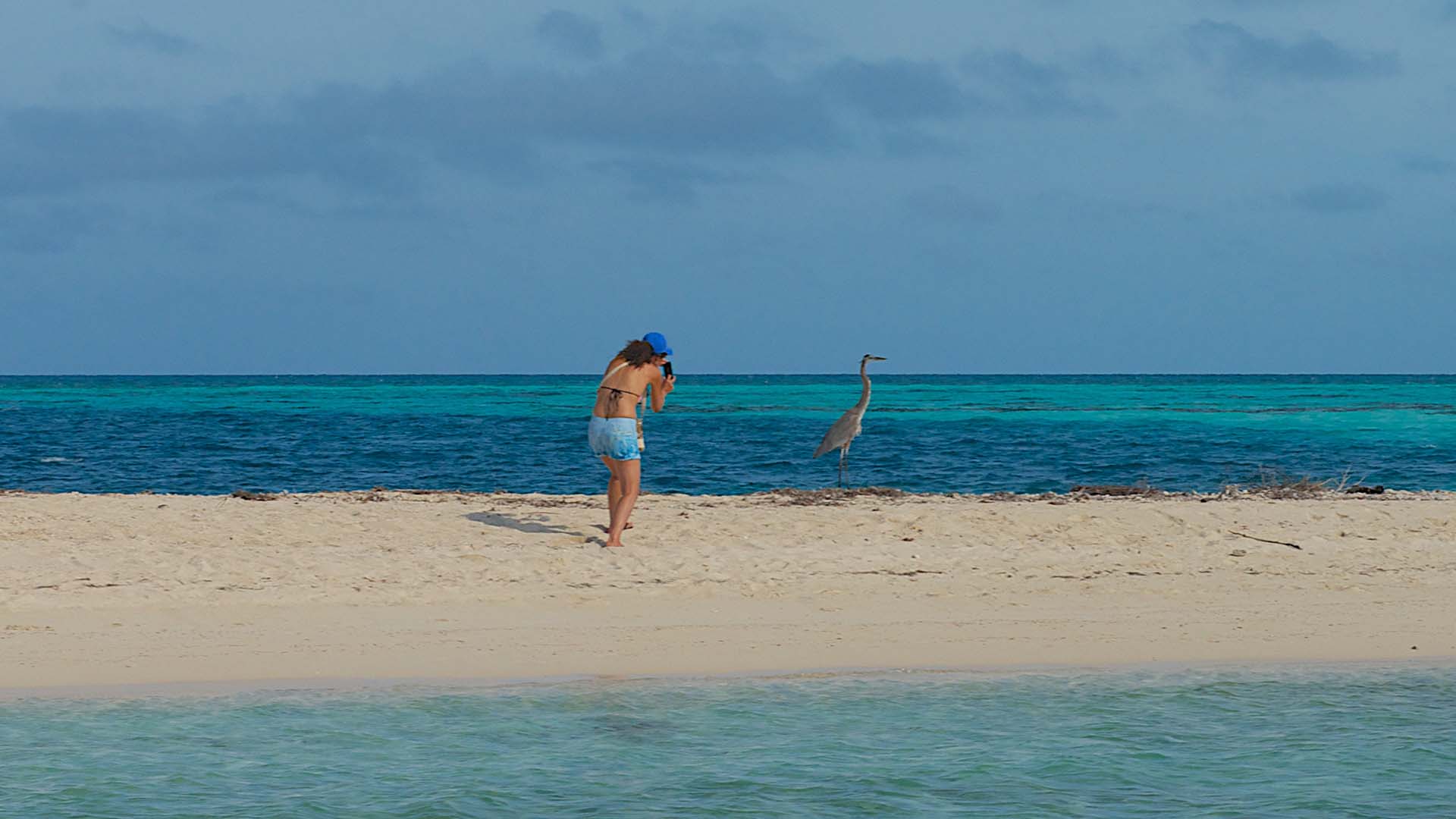 birding photographer at the dry tortugas national park