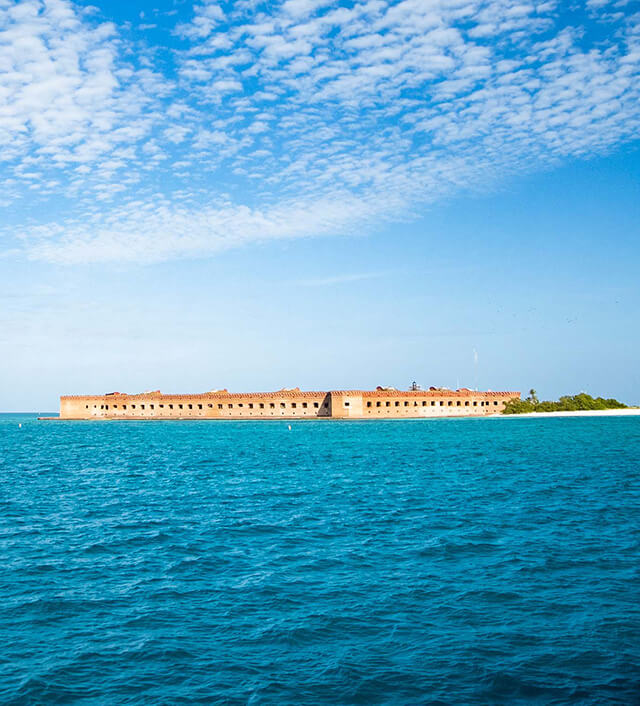 photo of a sea turtle in the dry tortugas